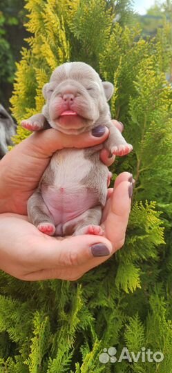 Французский бульдог