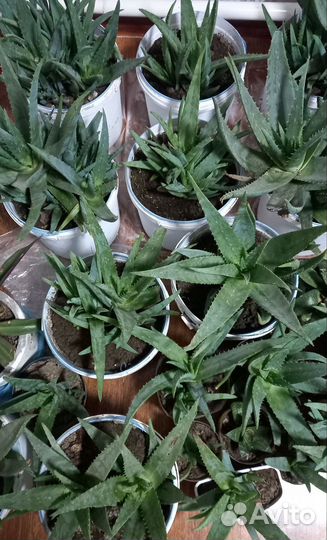 Алоэ вера(есть 5-летние)