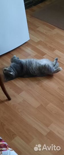 Отдам кошку в добрые руки