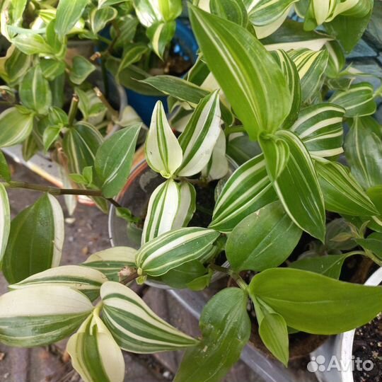 Традесканция