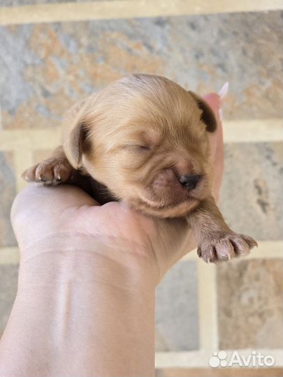 Щенки мальтипу f1 мини