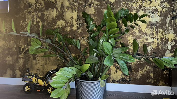 Замиокулькас h 60-80см