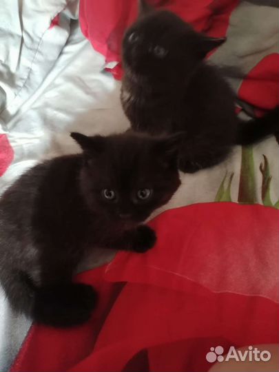 Шотландские котята