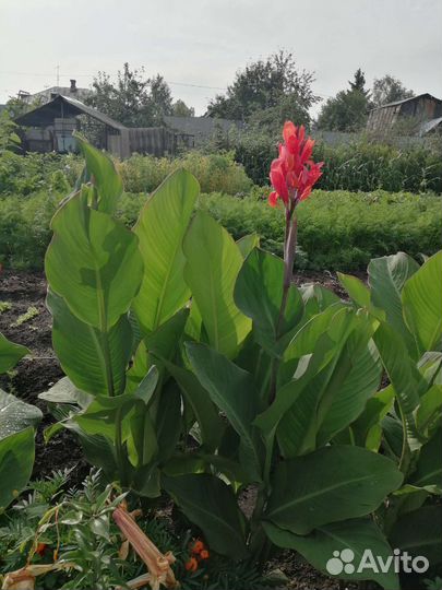 Цветы канны