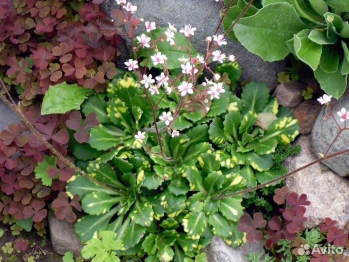 Цветы для дачи, сада, камнеломка теневая