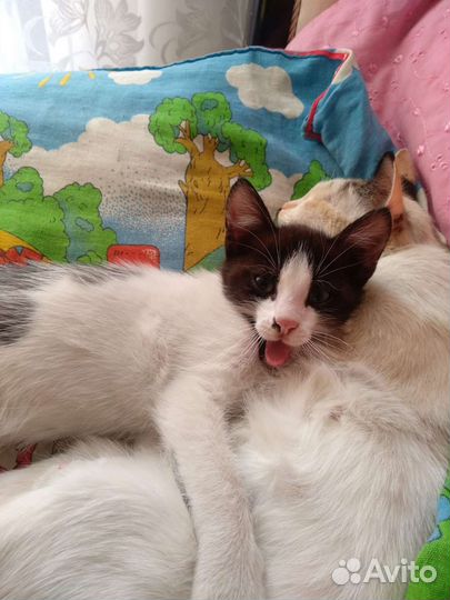 Котик в добрые руки