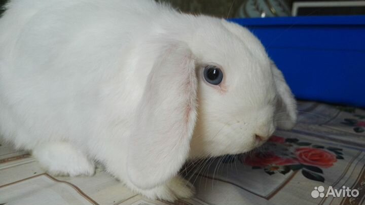 Декоративный кролик вислоухая барашка