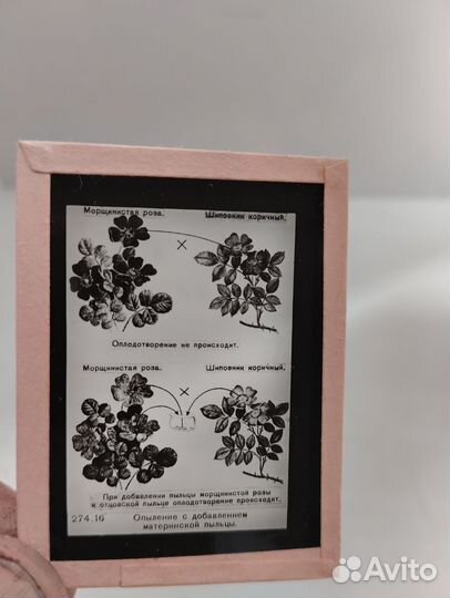 Диапозитивы стеклянные 1948 год