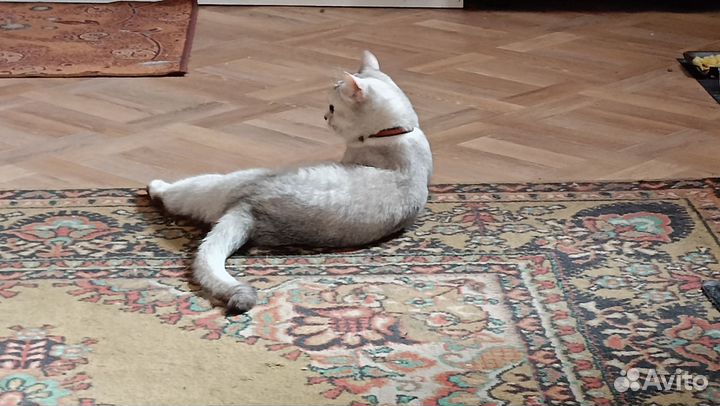 Кошки в добрые руки бесплатно