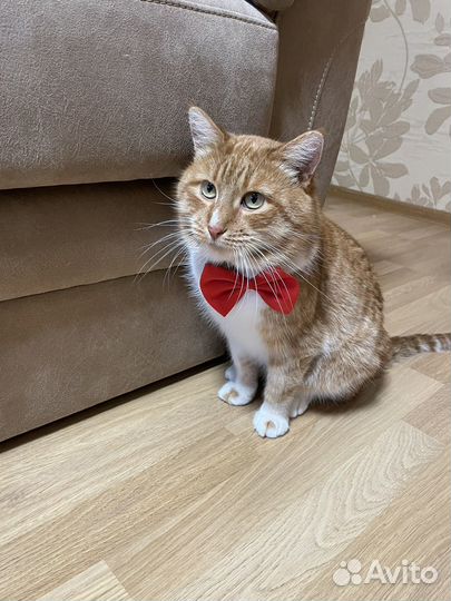 Кот в добрые руки