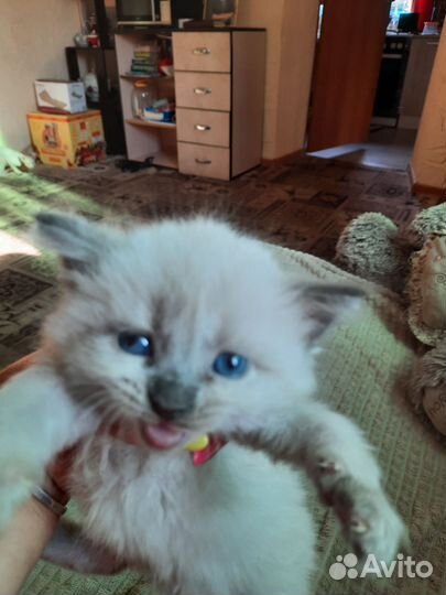 Кошки породистые