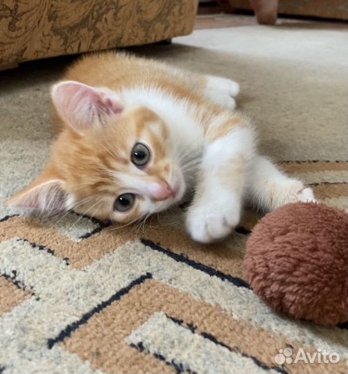 Рыжее солнышко для вашего дома в дар