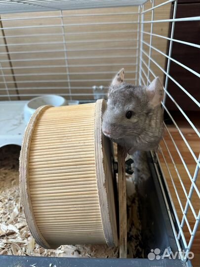 Малыши шиншиллы