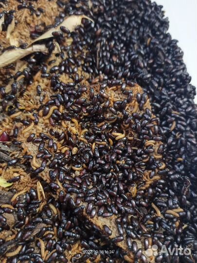 Жук знахарь (бесплатно)