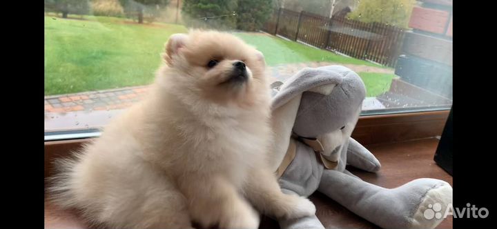 Продам щенка