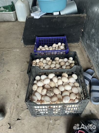 Куры несушки коралл