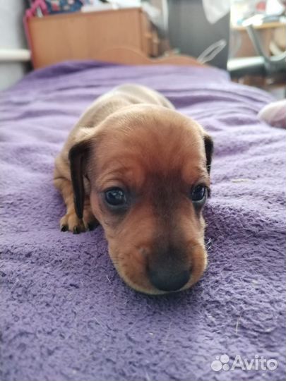 Щенки таксы