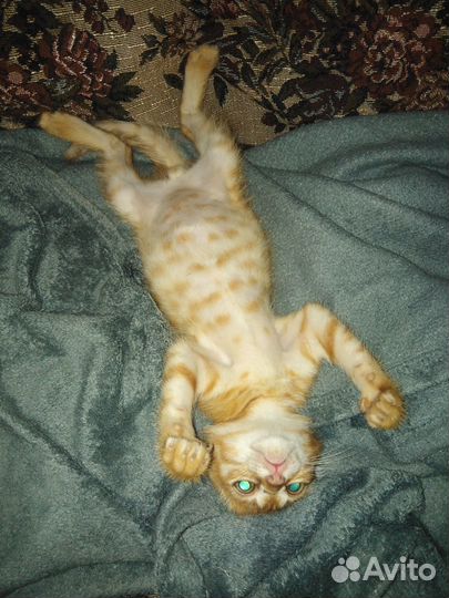 Котенок Персик