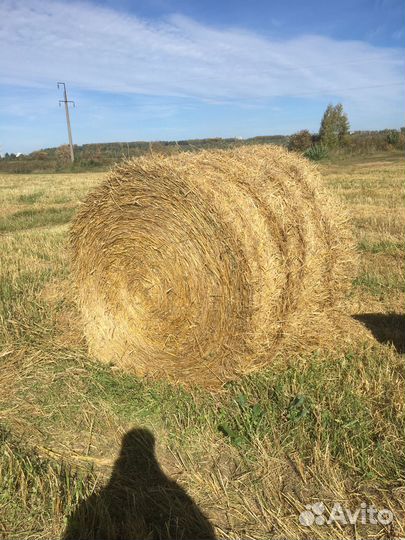 Солома в тюках пшеничная