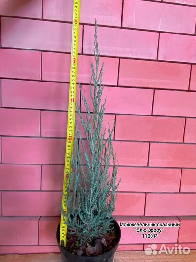 Можжевельник 