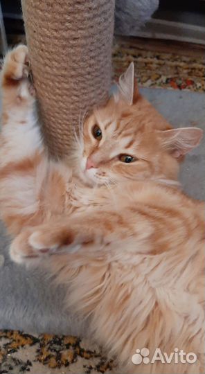 Кошечка в добрые руки