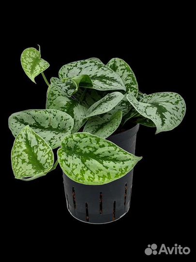 Сингониумы, сциндапсусы