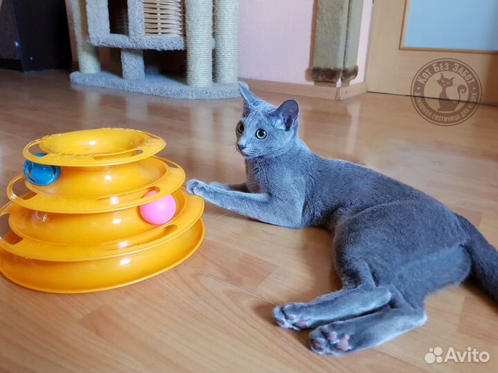 Уход за кошечкой на время отпуска, передержка