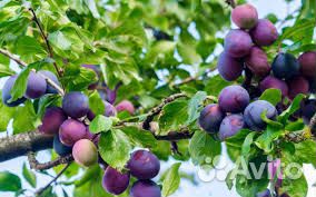 Саженцы слив зимостойких для Сибири и Урала