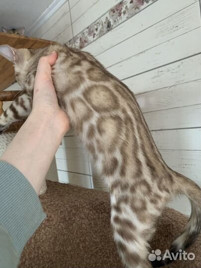 Бенгальская