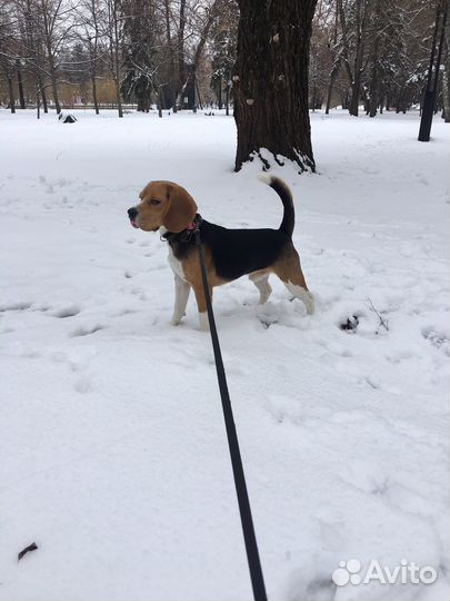 Бигль вязка