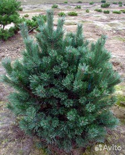 Сосна ватерери в наличии