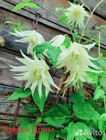 Клематис(княжик) купить в Красноярске | Товары для дома и дачи | Авито