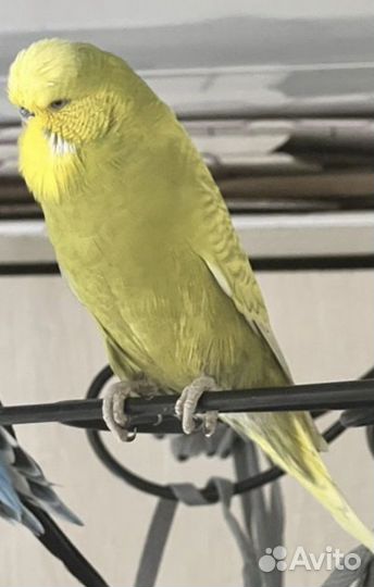 Выставочный попугай чех