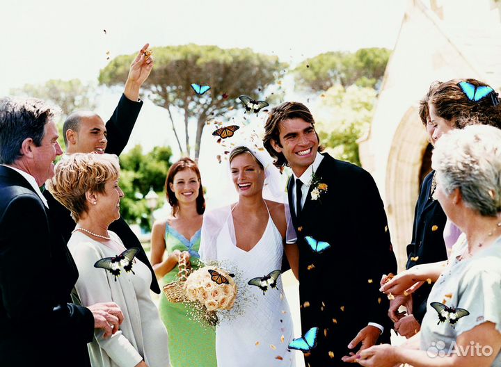 Салют из Живых Тропических Бабочек с/б-22