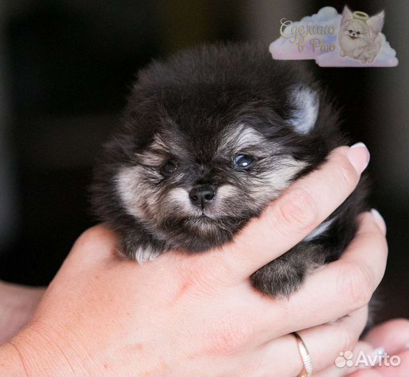 Померанский шпиц медвежьего типа