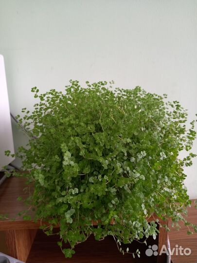 Солейролия