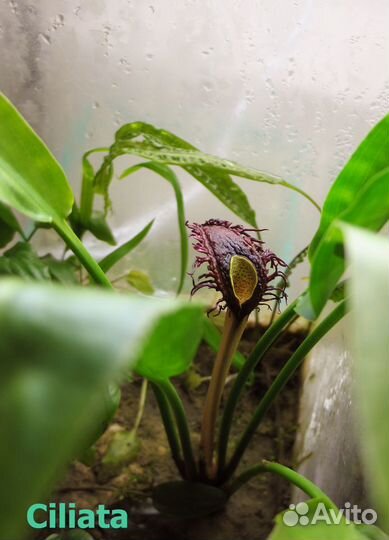 Несколько видов редких и не очень криптокорин