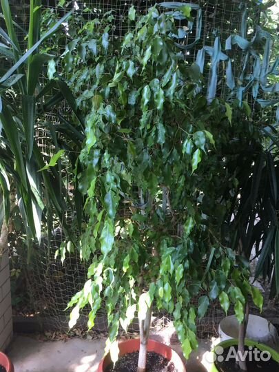 Пальма юкка