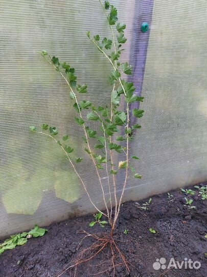 Крыжовник желтый