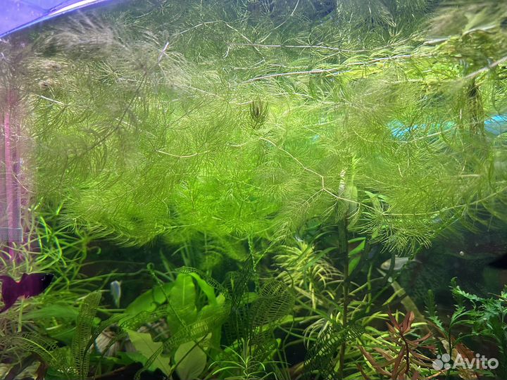 Прополка роголистник