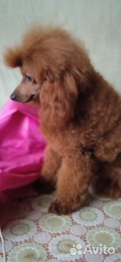 Пудель миниатюрный вязка