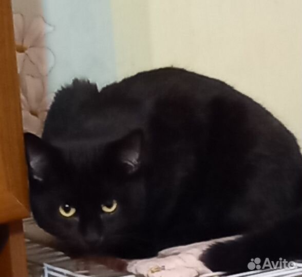 Коты