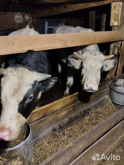 Быки на мясо