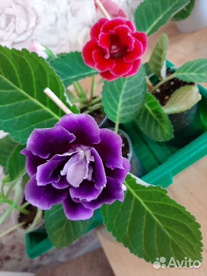 Глоксиния цветущая махровая