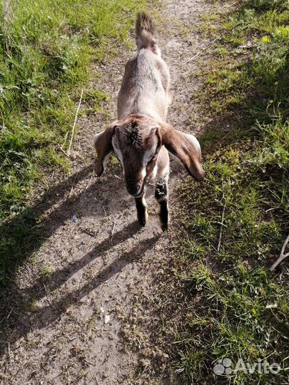 Нубийские козы (козлик и козочка)