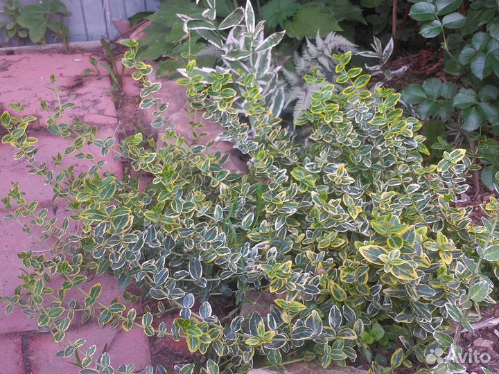 Растения садовые многолетние