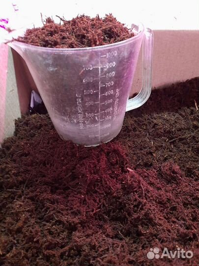 Триферн для орхидей