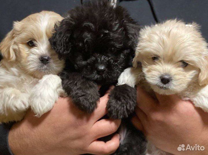 Мальтипу Ф1