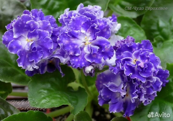 Любимые фиалки