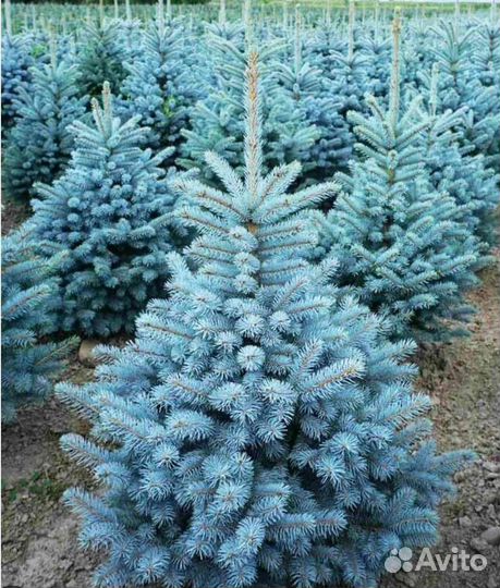 Ель голубая Супер блю Сидлинг из питомника